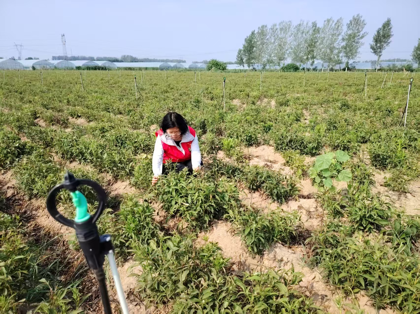 用科技力量守護(hù)“道地藥香”　助力“中國藥谷”建設(shè)