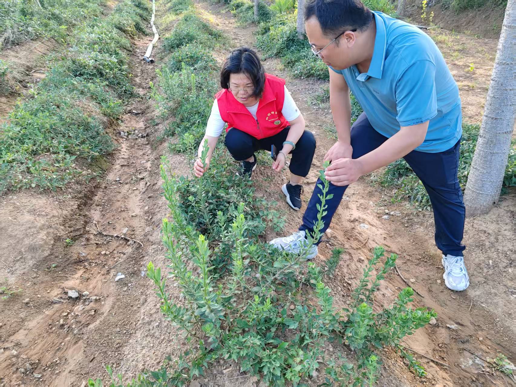 用科技力量守護(hù)“道地藥香”　助力“中國藥谷”建設(shè)
