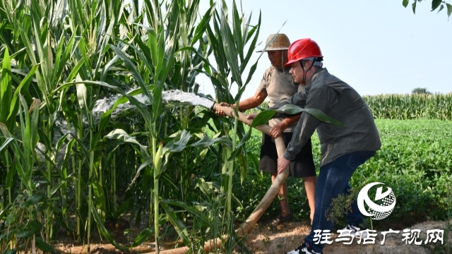 國(guó)網(wǎng)確山縣供電公司：汗水鑄就“強(qiáng)電網(wǎng)”  守護(hù)秋糧“生命線”