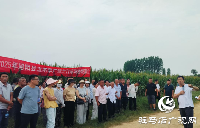 泌陽(yáng)縣召開(kāi)2025年玉米規(guī)模種植單產(chǎn)提升項(xiàng)目現(xiàn)場(chǎng)觀摩會(huì)