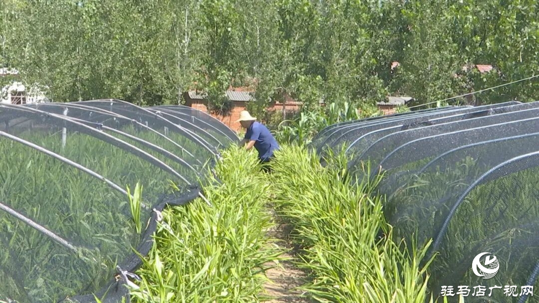 正陽縣陡溝鎮(zhèn)：小黃姜進入成長關(guān)鍵期 科學(xué)管護保豐收
