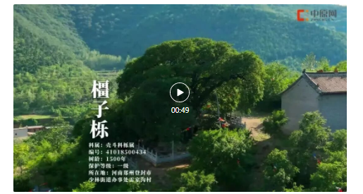 古樹長(zhǎng)歌 | 嵩山腳下古道邊，七棵櫟樹跨越千年