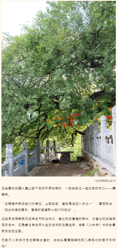 古樹長(zhǎng)歌 | 嵩山腳下古道邊，七棵櫟樹跨越千年