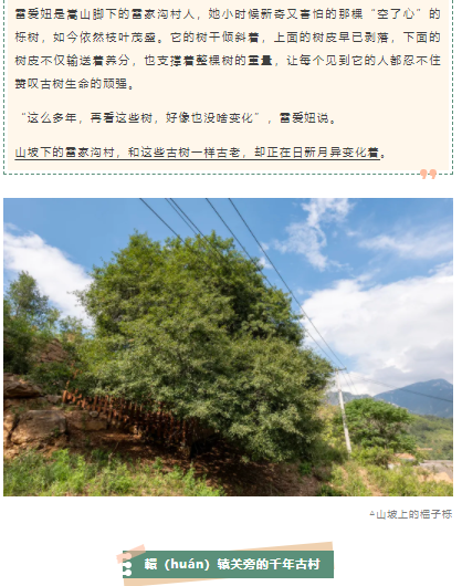古樹長(zhǎng)歌 | 嵩山腳下古道邊，七棵櫟樹跨越千年