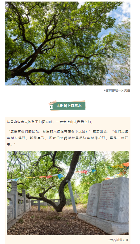 古樹長(zhǎng)歌 | 嵩山腳下古道邊，七棵櫟樹跨越千年