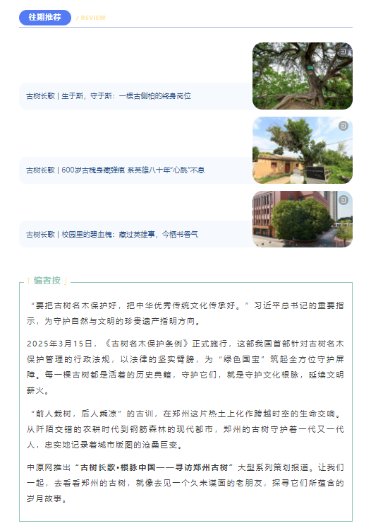 古樹長(zhǎng)歌 | 嵩山腳下古道邊，七棵櫟樹跨越千年
