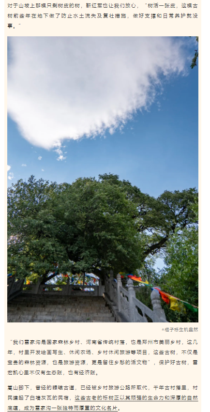 古樹長(zhǎng)歌 | 嵩山腳下古道邊，七棵櫟樹跨越千年
