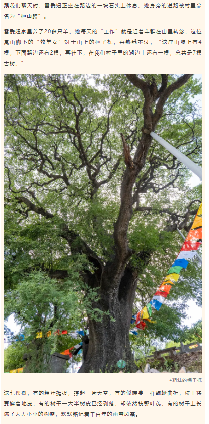 古樹長(zhǎng)歌 | 嵩山腳下古道邊，七棵櫟樹跨越千年