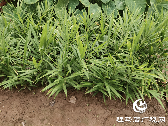  職工“小菜園” 種出“大幸?！? /></a></p>
<p>鐵軌旁的小菜園，種出的是蔬菜，收獲的是增收的實惠與職工的歸屬感。這片充滿生機(jī)的小天地，現(xiàn)如今已成為彭家灣車站暖人心、聚合力的生動注腳。</p>
<div   class=