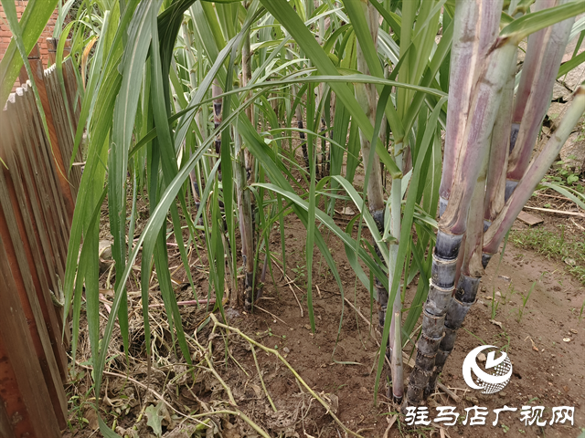  職工“小菜園” 種出“大幸?！? /></a></p>
<p>彭家灣站地處河南省信陽市平橋區(qū)彭家灣鄉(xiāng)，隸屬于中國鐵路武漢局集團(tuán)有限公司駐馬店車務(wù)段，是該段轄內(nèi)的一座四等小站。多年來，這里的職工以站為家，用堅守與勤勞守護(hù)鐵路安全暢通，為旅客出行保駕護(hù)航。</p>
<p>考慮到職工身體健康，且該站職工休息時常想找點“接地氣”的事放松，該站集思廣益，組織職工對宿舍后土地進(jìn)行平整，以4個班為單位劃分出8塊“責(zé)任田”，由各班組認(rèn)領(lǐng)種植，讓全站職工吃上新鮮和放心的蔬菜。在實際行動中國，該站從翻地施肥到選種育苗，職工充分發(fā)揮“傳幫帶”作用——有務(wù)農(nóng)經(jīng)驗的老職工手把手教年輕同事分辨種子、防治病蟲害，休班職工則主動排班澆水、除草，連車站的廚師都常來“支招”。</p>
<p align=