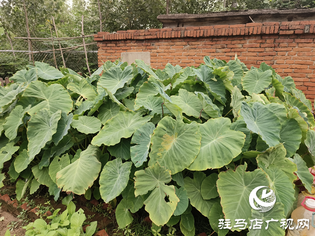  職工“小菜園” 種出“大幸?！? /></a></p>
<p>如今走進(jìn)菜園，甘蔗已拔節(jié)，芋頭已接近成熟，壟溝里的小蔥、香菜綠油油一片，地瓜藤順著圍欄爬得滿當(dāng)當(dāng)。“以前食堂炒青菜全靠買，現(xiàn)在每周能采收兩三次新鮮蔬菜，炒出來的菜香得很！”食堂廚師笑著說，小菜園不僅讓職工餐費(fèi)支出省了近三成，更讓大家吃出了“家的味道”。</p>
<p>休息時，職工們總愛到菜園轉(zhuǎn)一轉(zhuǎn)：摘根黃瓜當(dāng)零食，拔把生菜做沙拉，或是坐在田埂上聊聊天。“看著自己種的菜長大，倒班的疲憊都少了一半。”年輕職工小王說，現(xiàn)在班組里的凝聚力更強(qiáng)了，大家干活的勁頭也更足了。</p>
<p align=
