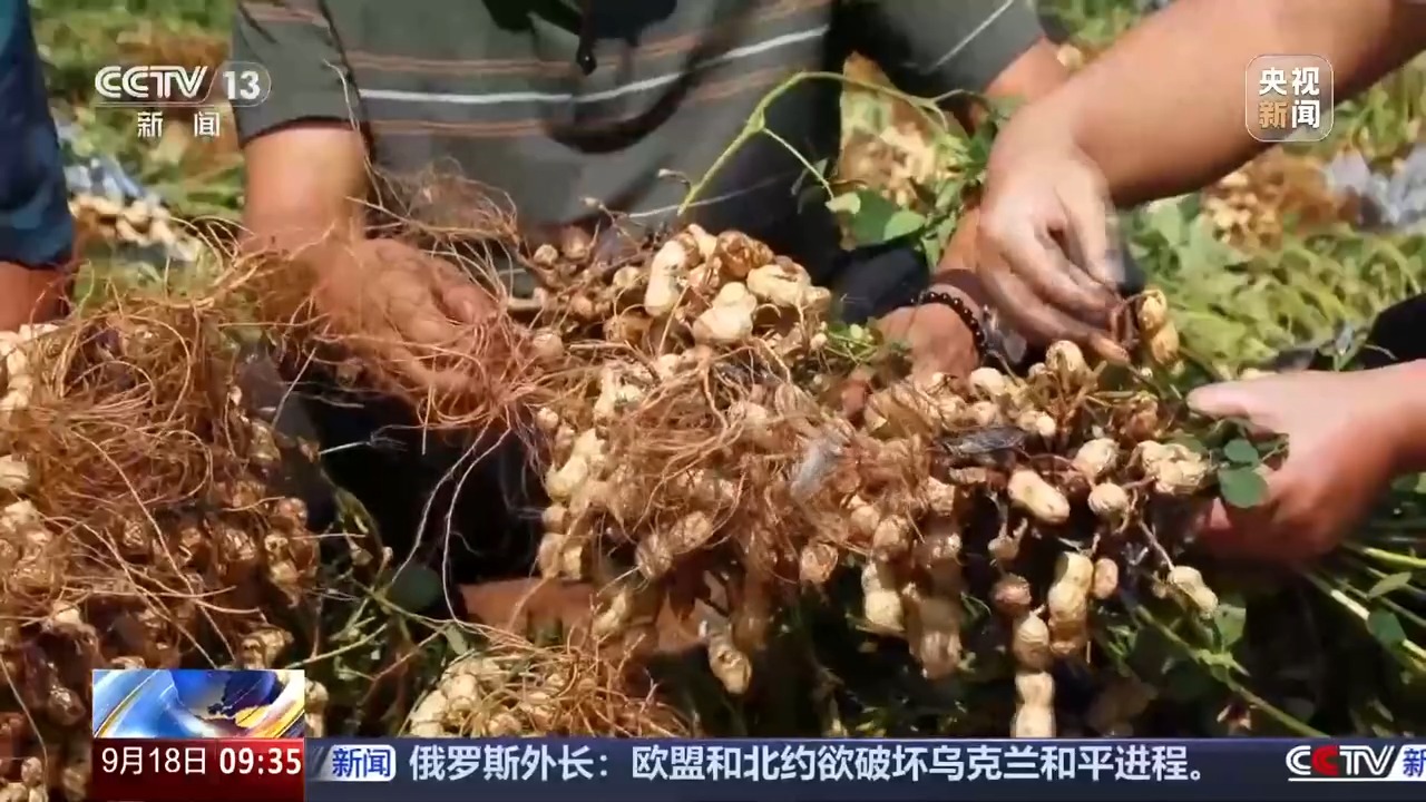 豐收進(jìn)度條刷新中 全國(guó)秋糧收獲進(jìn)度過(guò)一成