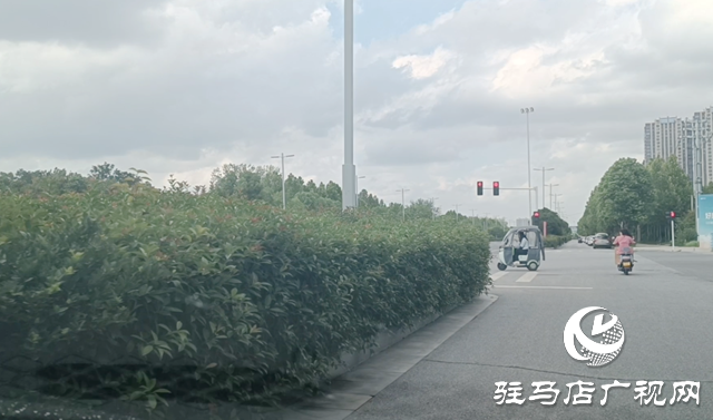 綠化帶瘋長遮擋視線 市民呼吁及時(shí)修剪消除隱患