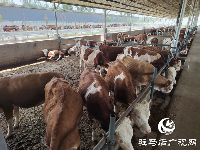 【出彩三農(nóng)人】康健波：90后小伙兒返鄉(xiāng)創(chuàng)業(yè)當起了“牛保姆”