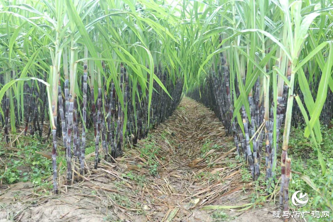 正陽縣：新鮮蔗梨齊登場 口碑品質引客來