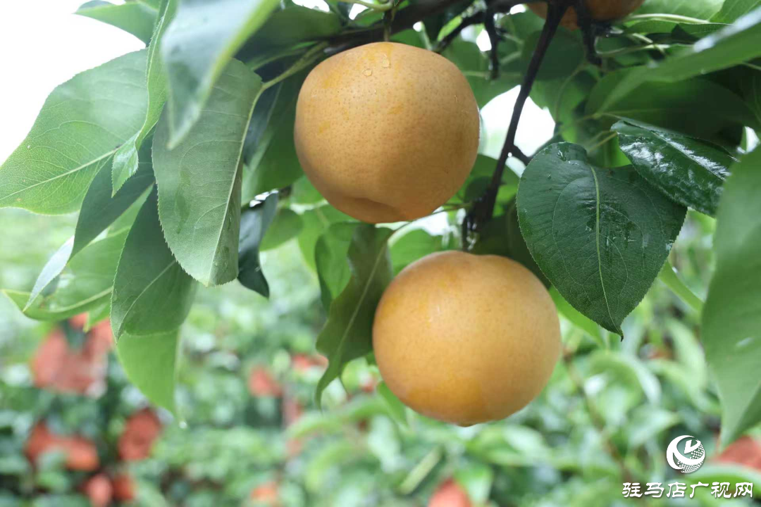 正陽縣：新鮮蔗梨齊登場 口碑品質引客來