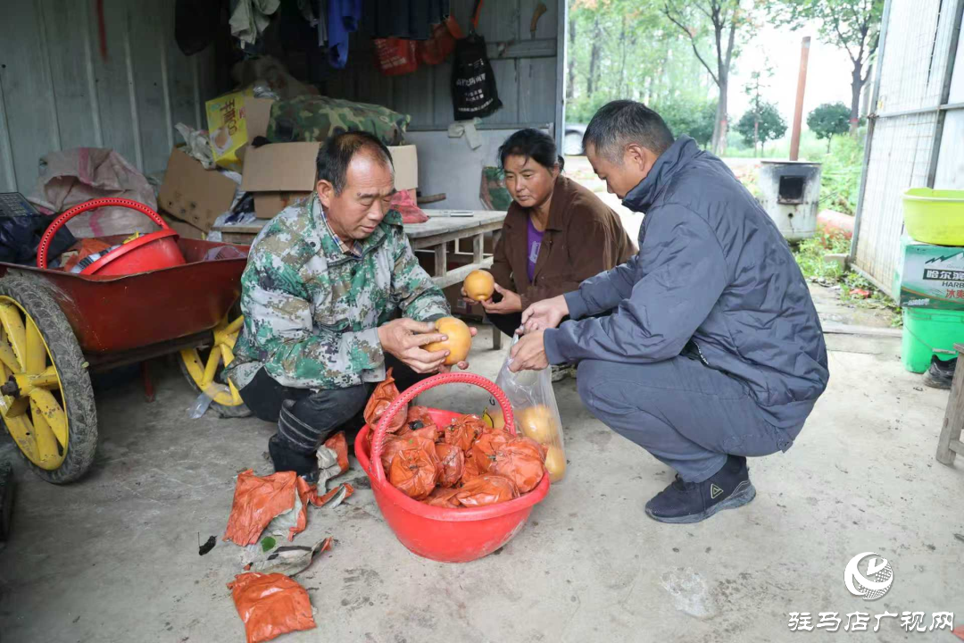 正陽縣：新鮮蔗梨齊登場 口碑品質引客來