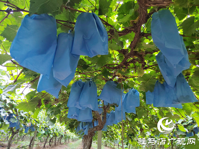 西平縣人和鄉(xiāng)河沿張村：有機葡萄“串”起致富路 拓寬村民增收渠道