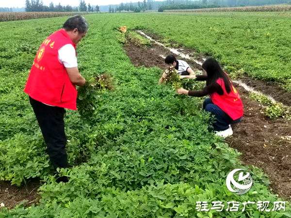 平輿縣李屯鎮(zhèn)：黨員干部奔一線 聯(lián)動(dòng)尋策助農(nóng)忙