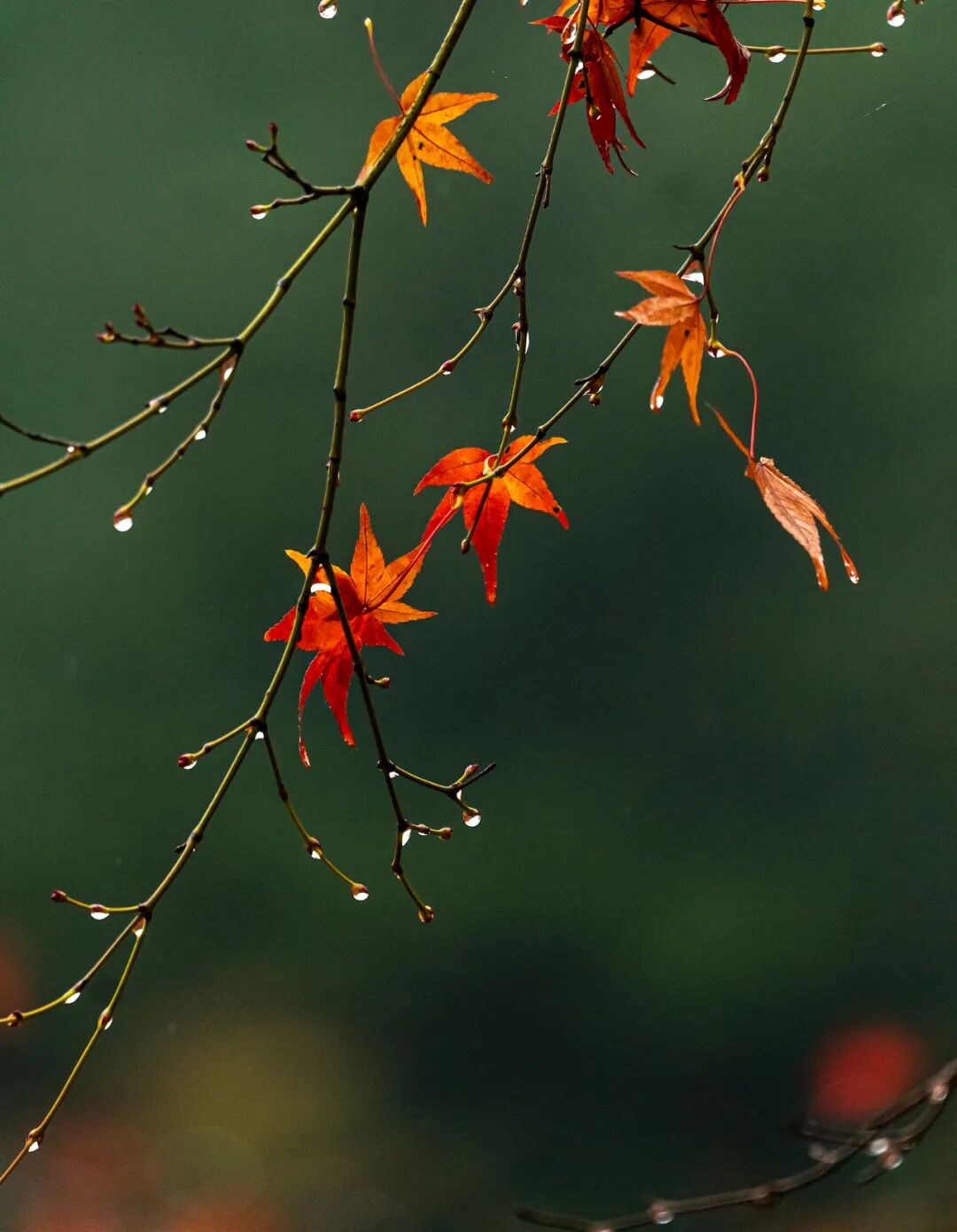 “早寒露”=冷冬預(yù)警？老祖宗的天氣預(yù)測，今年準(zhǔn)不準(zhǔn)？