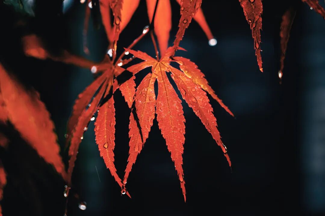 “早寒露”=冷冬預(yù)警？老祖宗的天氣預(yù)測，今年準(zhǔn)不準(zhǔn)？
