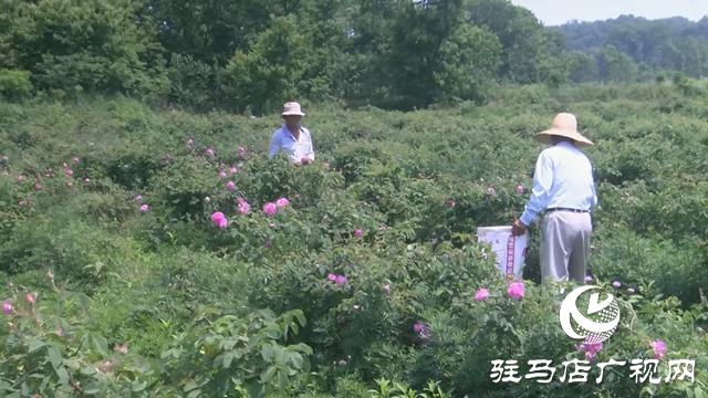 中植生物科技：科技創(chuàng)新引領 打造玫瑰精粹研發(fā)新高地
