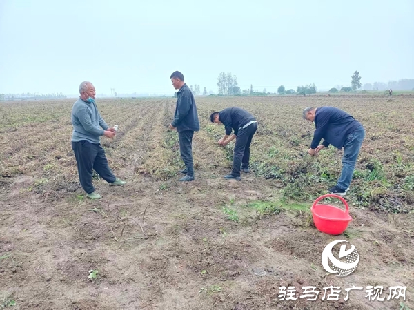 平輿縣萬(wàn)金店鎮(zhèn)：田間指導(dǎo)解難題，守護(hù)秋收減損失