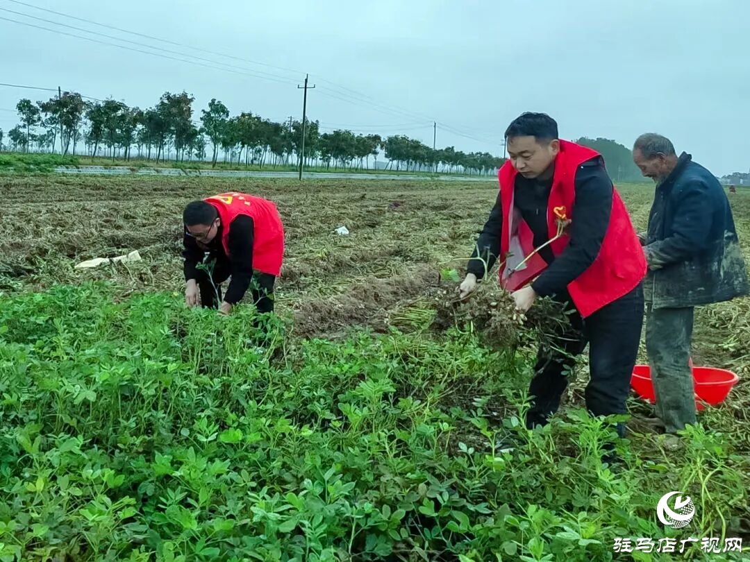 正陽(yáng)縣清源街道：紅馬甲田間搶收?解民憂(yōu)暖人心