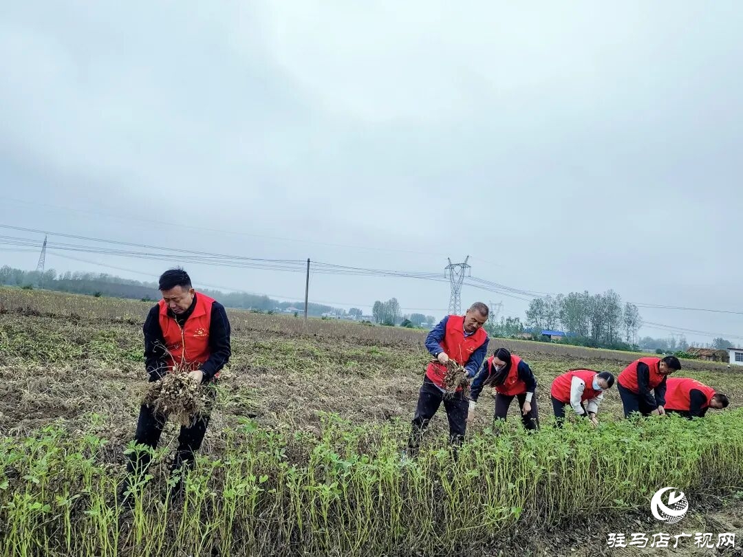 正陽(yáng)縣清源街道：紅馬甲田間搶收?解民憂(yōu)暖人心