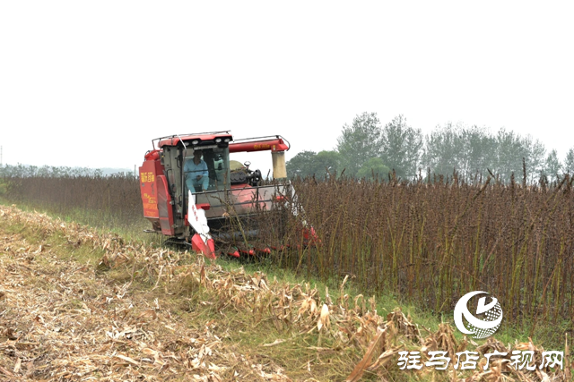新蔡縣孫召鎮(zhèn)郎莊村：“鐵桿芝麻”迎來收獲期 機(jī)械化種植助農(nóng)增收?