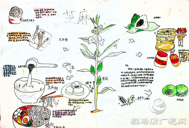 確山縣凡店小學(xué)“芝麻尋趣記”：解鎖芝麻的成長(zhǎng)密碼