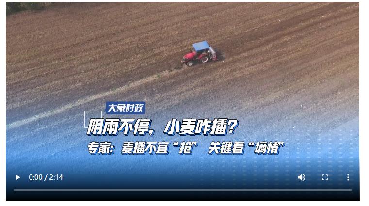 陰雨不停，小麥咋播？專家：麥播不宜“搶” 關(guān)鍵看“墑情”