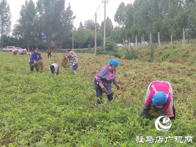 正陽(yáng)縣閭河鄉(xiāng)：搶抓“三秋”生產(chǎn) 全力保障糧食歸倉(cāng)??