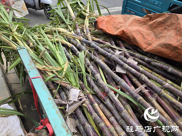本地甘蔗甜蜜上市！??駐馬店街頭商超齊飄甜香??