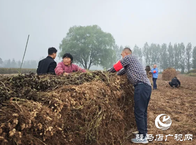 新蔡縣佛閣寺鎮(zhèn)：志愿搶收服務(wù)隊(duì)雨中守護(hù)農(nóng)戶(hù)“糧袋子”??