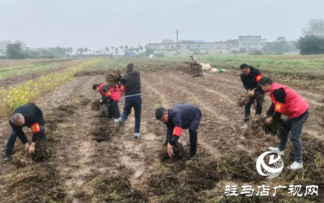 新蔡縣佛閣寺鎮(zhèn)：志愿搶收服務(wù)隊(duì)雨中守護(hù)農(nóng)戶(hù)“糧袋子”??