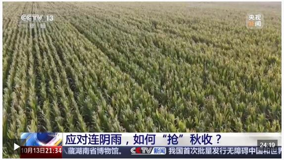 新聞1+1丨應(yīng)對連陰雨，如何“搶”秋收？