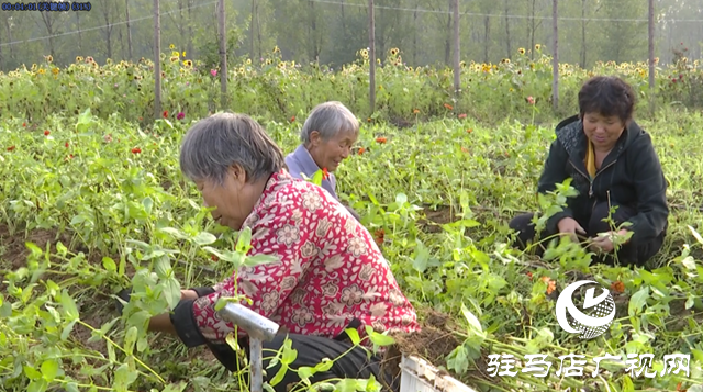 驛城區(qū)諸市鎮(zhèn)魏莊村“天邊花?！奔磳㈤_園