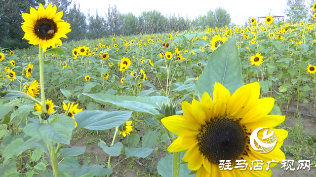 驛城區(qū)諸市鎮(zhèn)魏莊村“天邊花?！奔磳㈤_園