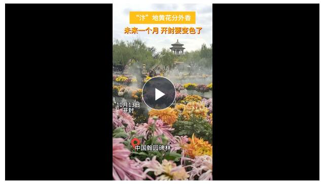 滿城盡帶黃金甲！八朝古都開封又“變色”了！