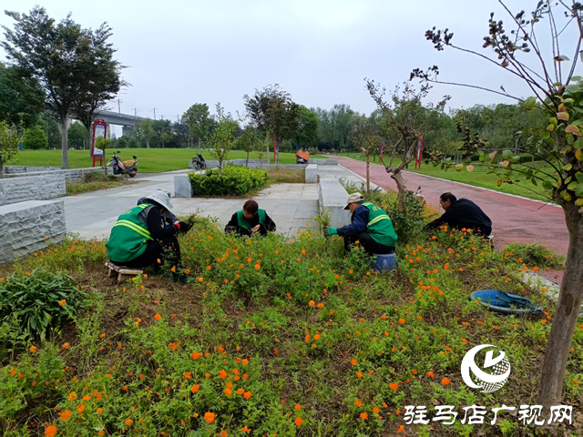 確山縣住建局：科學(xué)應(yīng)對連續(xù)陰雨 全力守護城市園林