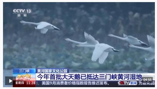 首批大天鵝已抵達！來三門峽黃河濕地赴一場生態(tài)與文化之約