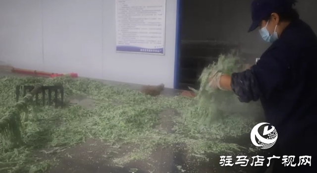 新蔡常老莊村：小“蒸菜”蒸出致富新希望