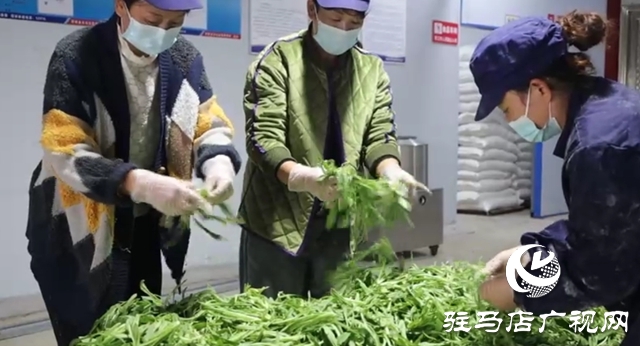 新蔡常老莊村：小“蒸菜”蒸出致富新希望