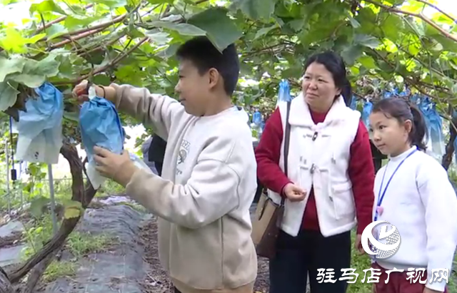 ??驛城區(qū)：親子采摘活動助農(nóng)增收?