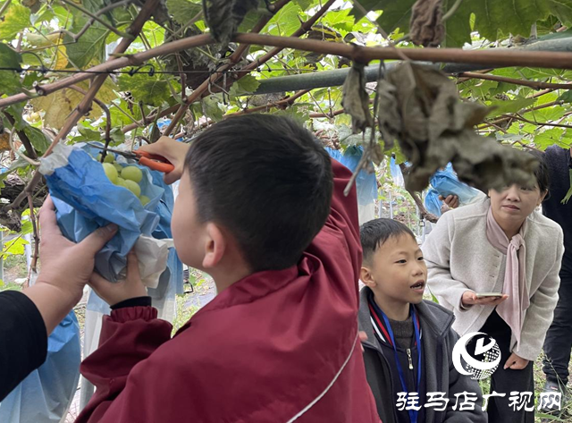 ??驛城區(qū)：親子采摘活動助農(nóng)增收?