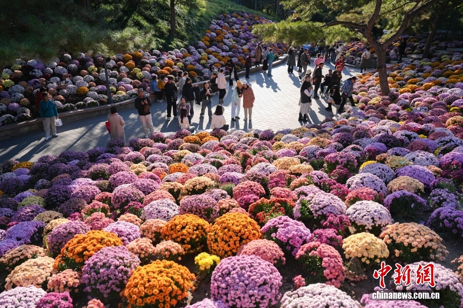 北京日壇公園菊花盛開引游人
