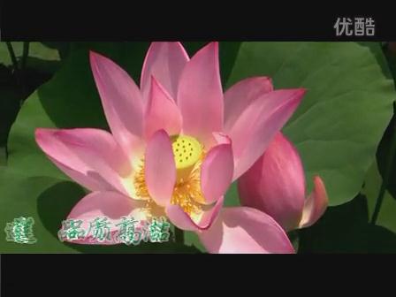 清風(fēng)作伴茶香遠(yuǎn)，守望陽(yáng)光自成廉